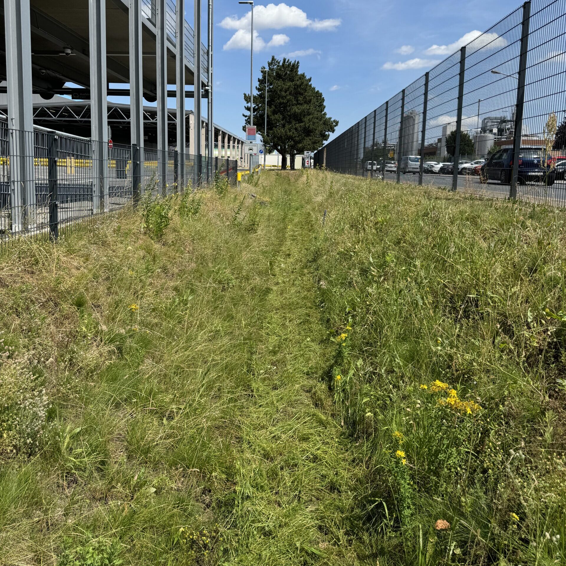 Grünpflege: vorher